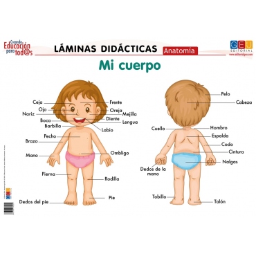 Láminas didácticas. Anatomía: Mi cuerpo (español)